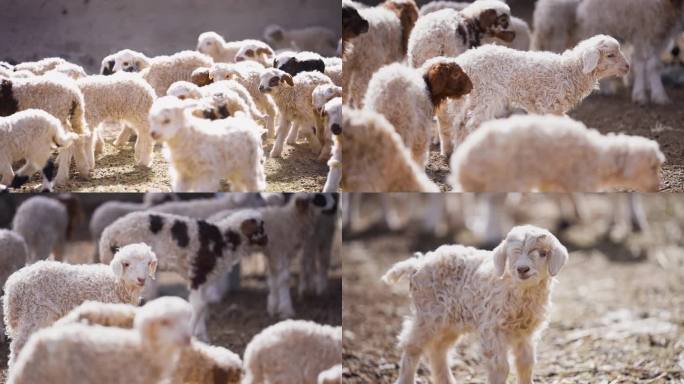 小羊羔 一群羊 绵阳 花羊 黑羊 动物