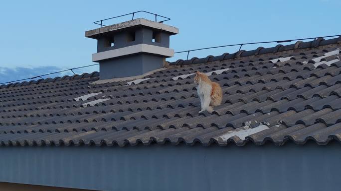 屋顶的流浪猫
