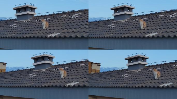 屋顶的流浪猫