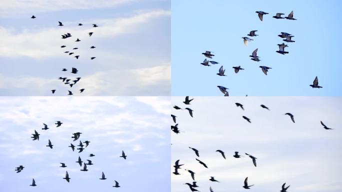 天空飞翔的一群鸽子