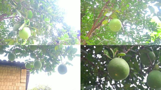 柚子柚子树，挂满柚子，果实累累，柚子微距