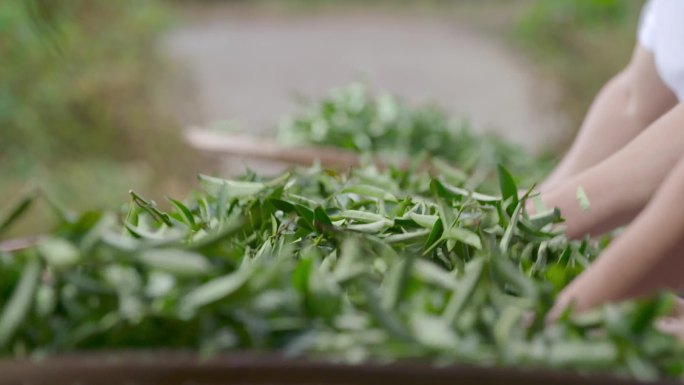 手工摇青武夷山岩茶大红袍非遗茶叶制作