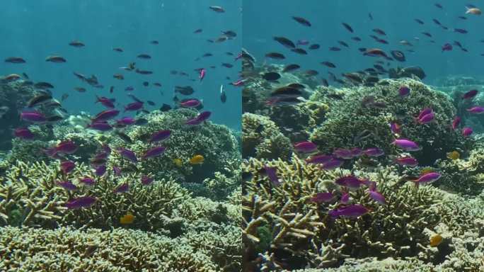 海底的珊瑚与鱼群，仙本那的海底，水下摄影