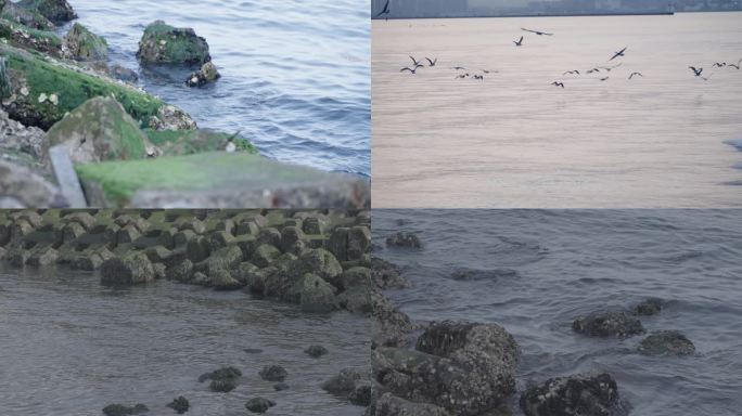 海边 海鸥 岩石 海浪 海水 海 大连