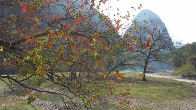 秋天阳光下桂林漓江岸边的红枫树