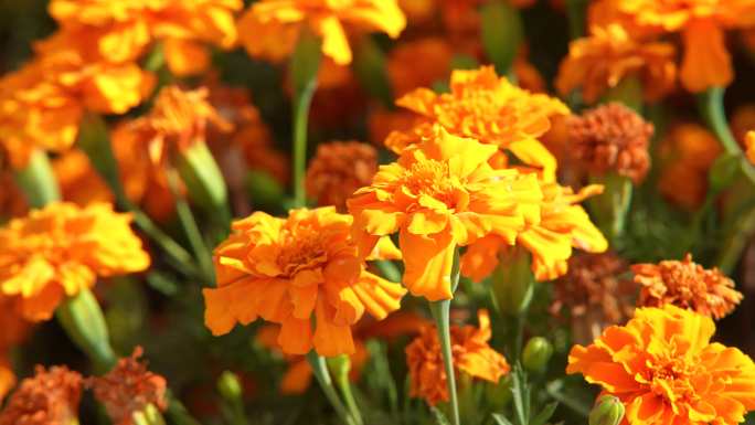 大自然  花田 菊花 万寿菊