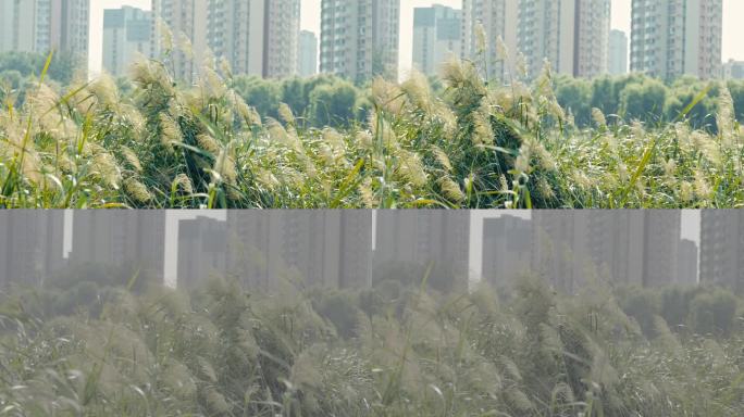 芦苇随风飘荡