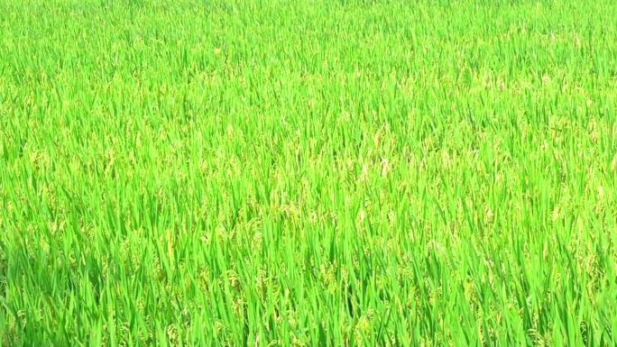 水稻地，一大片水稻地，南方秋季水稻