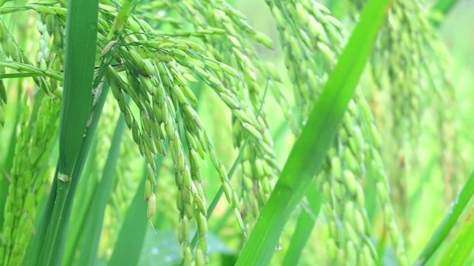 水稻头弯弯，水稻丰收，水稻颗粒饱满