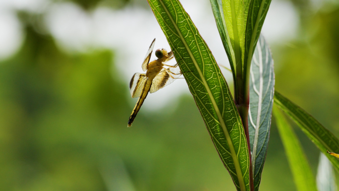 夏天昆虫蜻蜓微距摄影特写自然植物