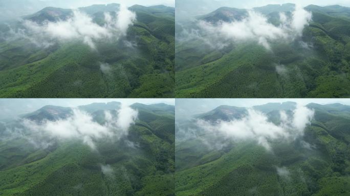 绿色自然森林覆盖航拍云雾风景