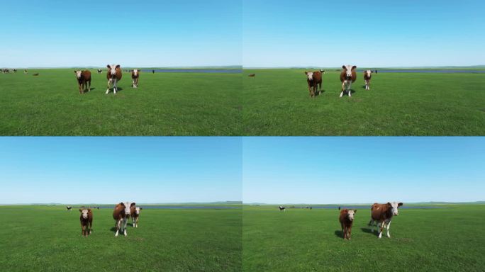草原有机生态牧场牛群