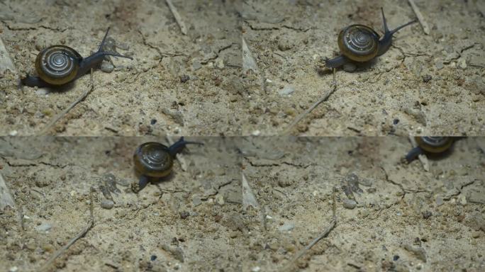 8K空镜蜗牛自然昆虫植物