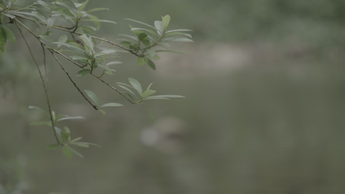 乡间溪流