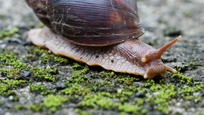 非洲蜗牛特写腹足纲软体动物爬行微距