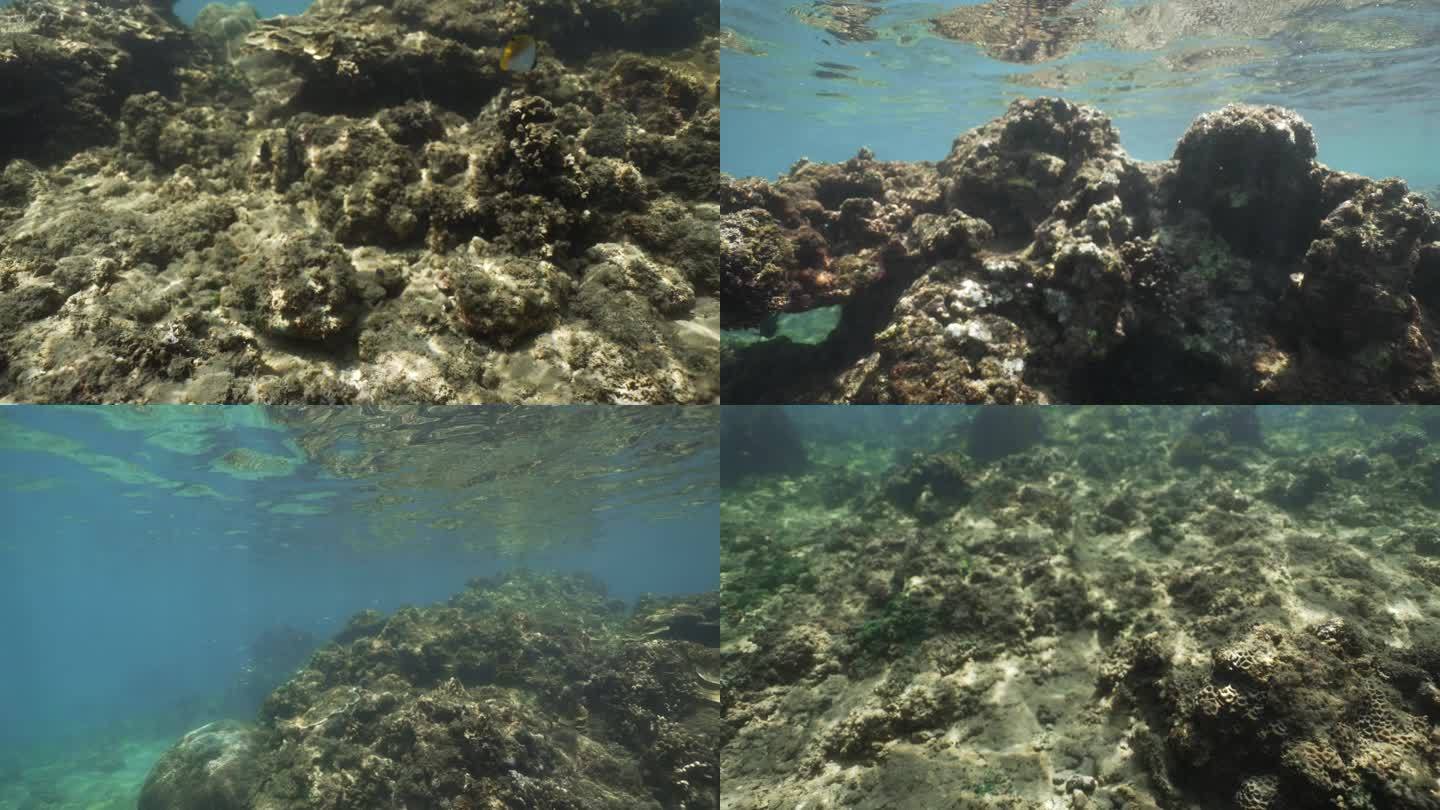 珊瑚礁水底