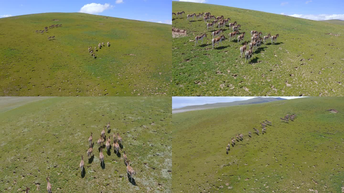 青藏高原保护动物藏野驴