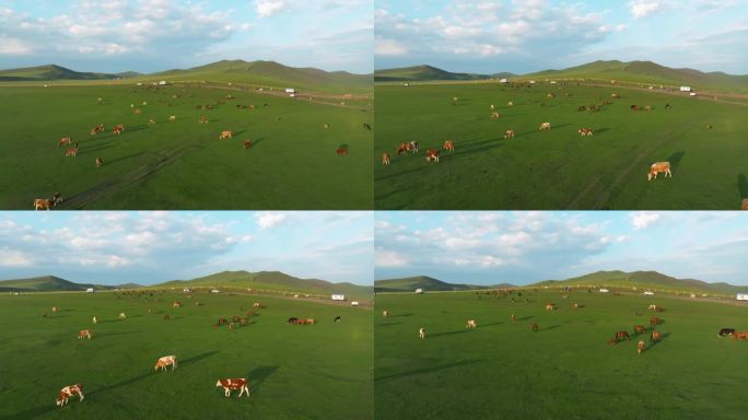 航拍牛群在大草原上