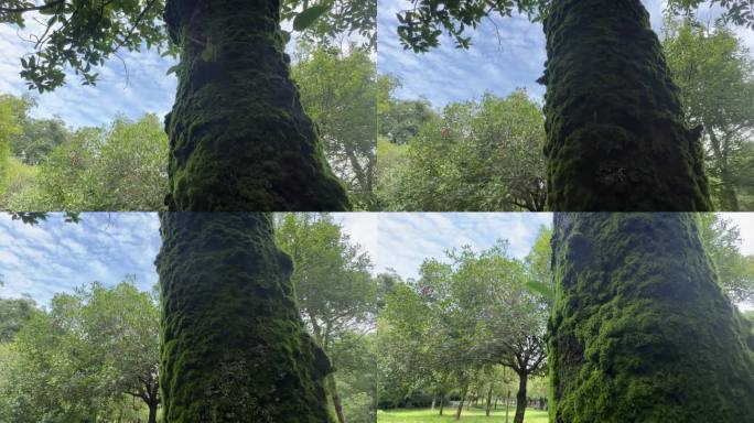 青苔 树枝 树干 蚂蚁视角 参天大树