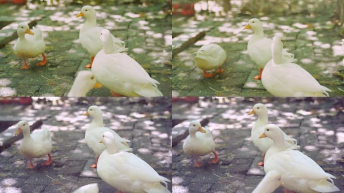 鸭 白色鸭子