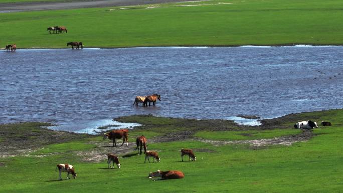 内蒙古大草原上悠闲饮水的马群