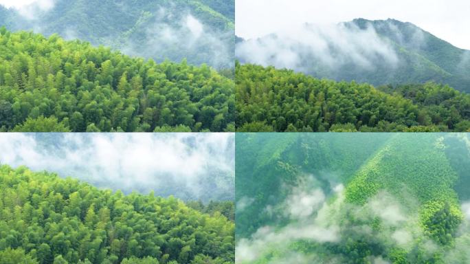 竹林晨雾山乡村振兴