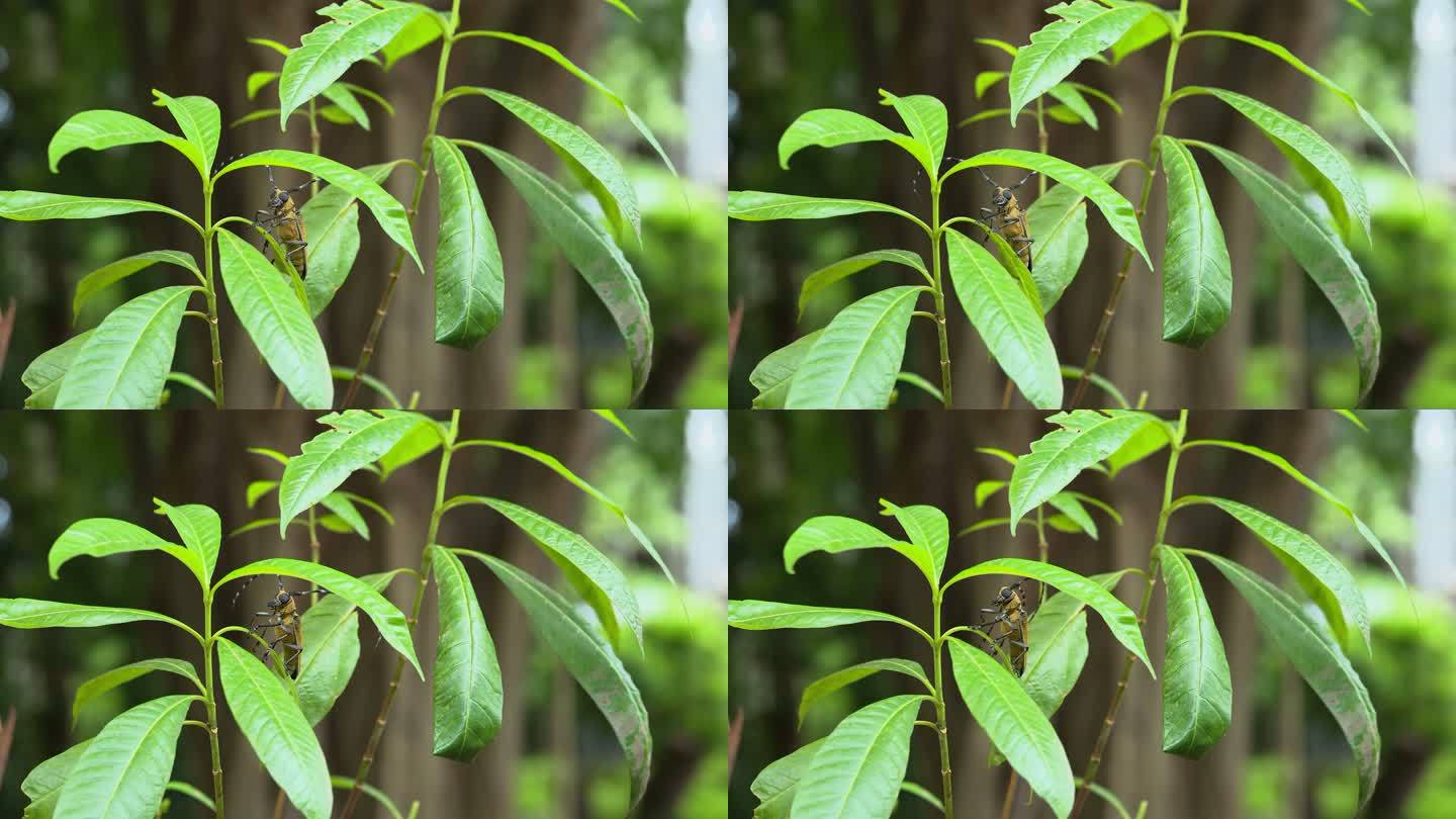 8K空镜天牛自然昆虫植物