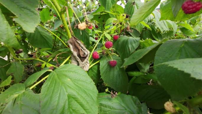 农民田野采摘树莓