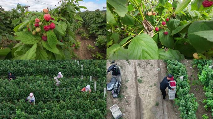农民田野采摘树莓丰收季节食材药材水果基地