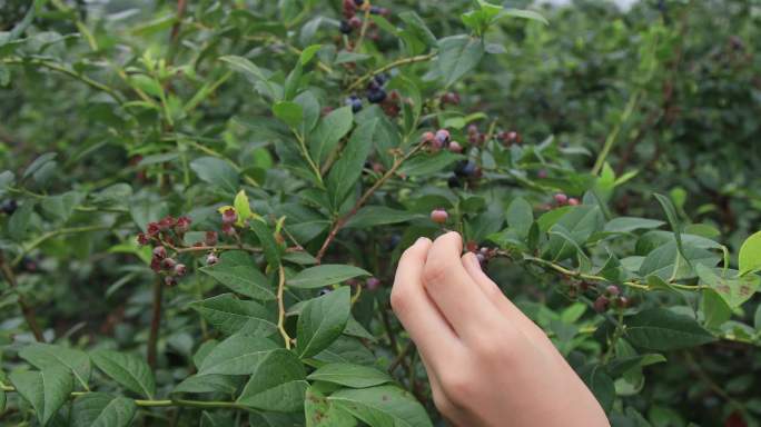【合集】采蓝莓水果蓝莓园采摘蓝莓种植基地