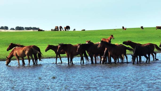 大草原上悠闲饮水的马群