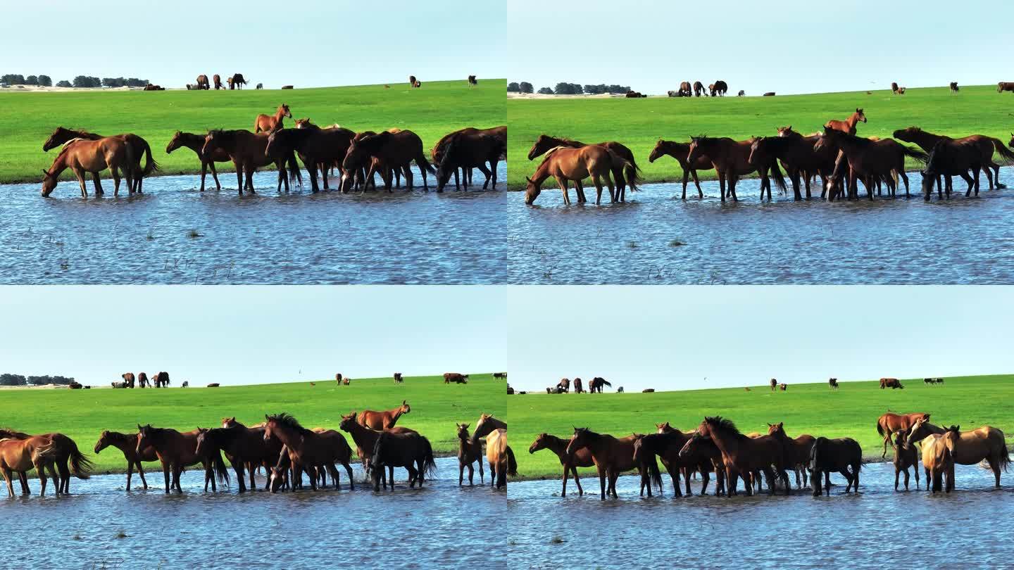 大草原上悠闲饮水的马群