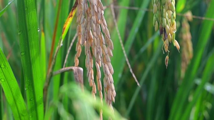 最新32组，水稻生长，禾苗露珠，逆光稻田