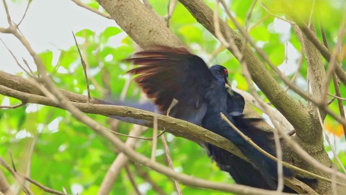 黑羽毛红眼睛噪鹃繁殖期在森林树枝上打架