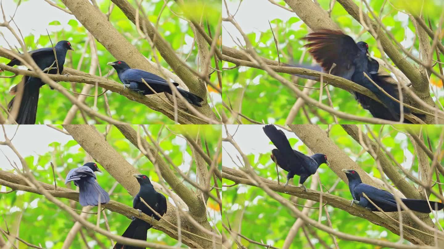 黑羽毛红眼睛噪鹃繁殖期在森林树枝上打架