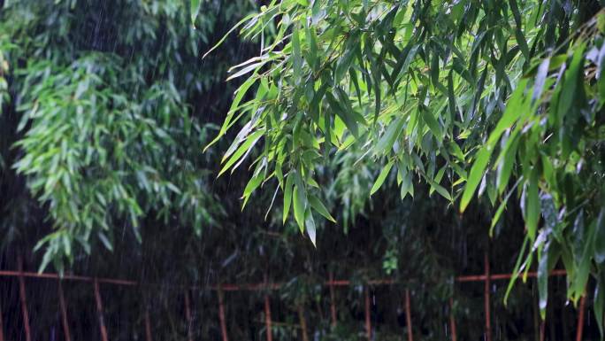 雨清明谷雨竹叶雨水下雨秋雨