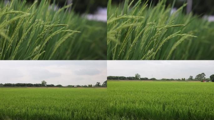新农村稻田的稻花开了