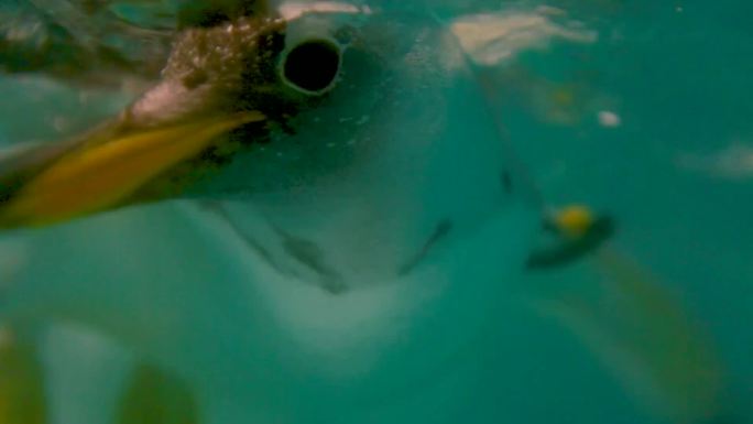 海洋生物 企鹅游动 海狮表演