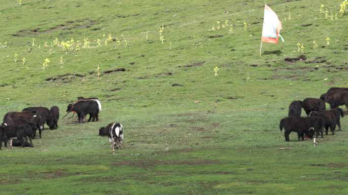 高原牧场绿草地牦牛吃草-1
