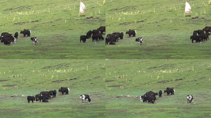高原牧场绿草地牦牛吃草-1