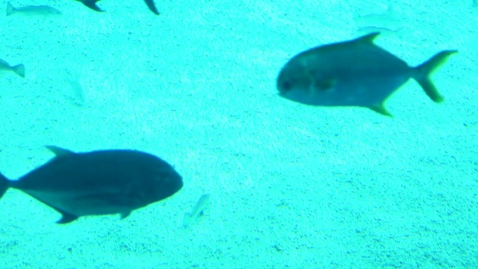 水族馆 游客观赏 生物游动