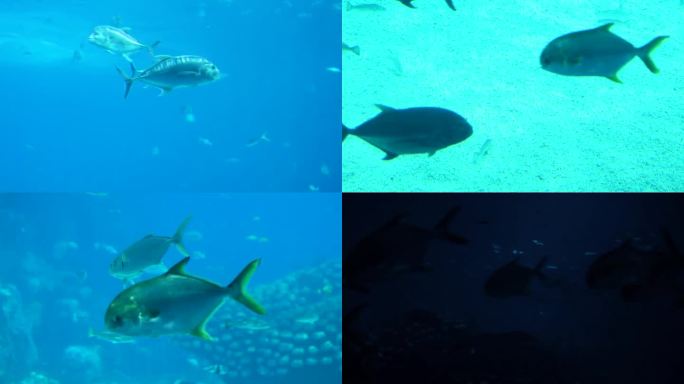 水族馆 游客观赏 生物游动