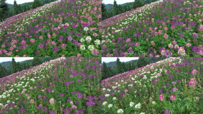 航拍湖北恩施巴东野三关铁厂花海景区