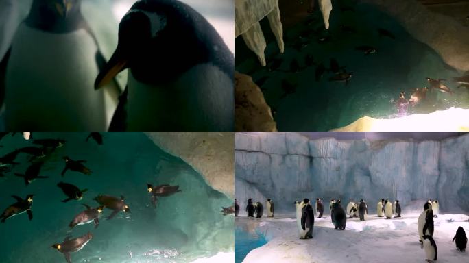 企鹅站立 亲子活动 企鹅在水里游玩
