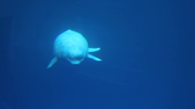 海豚 生物表演 专业驯养