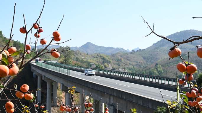 秋天阳光下群山间高速公路大桥旁的柿子树