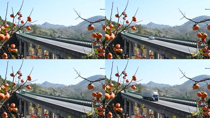 秋天阳光下群山间高速公路大桥旁的柿子树