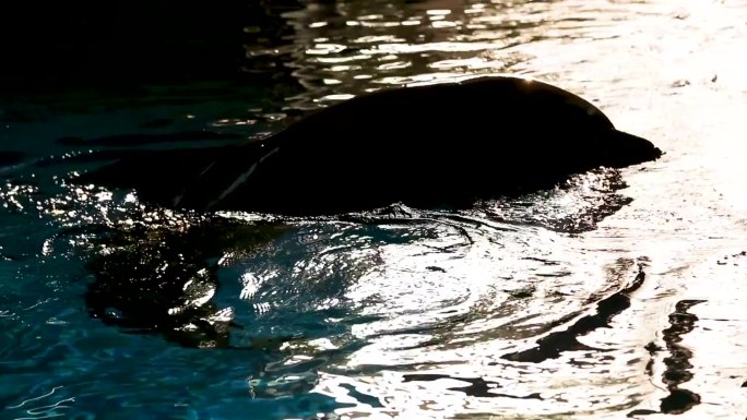 海豚馆 水下游动 哺乳动物