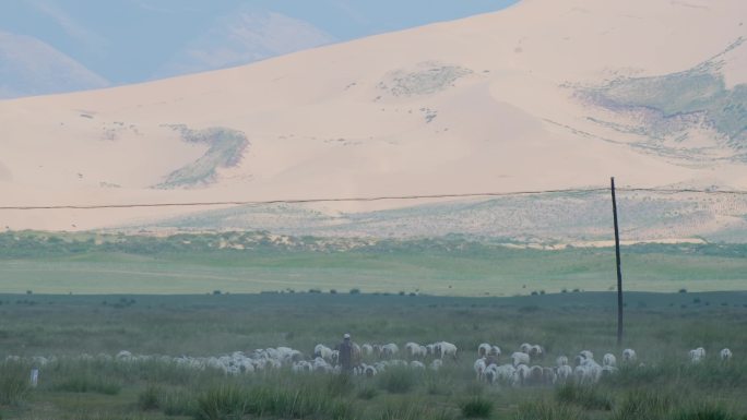 牧羊人驱赶羊群走在沙漠下