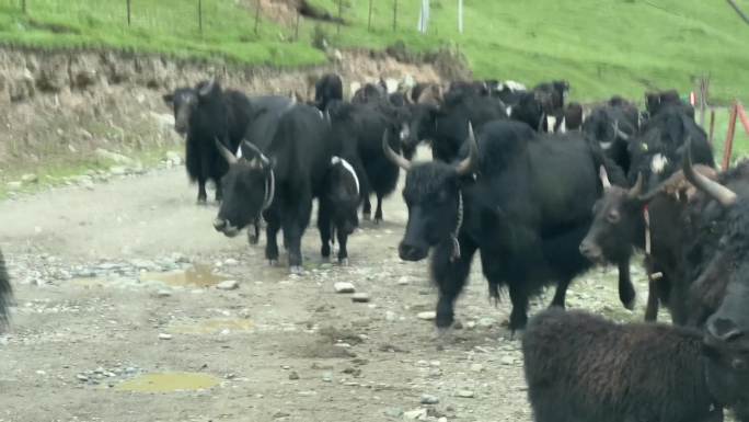 堵在路上的牦牛群